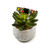 Peach Tree on Black Kitty Collar (XX-Small)