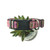 I'm Dreaming of a Sweet Christmas Dog Collar (Large)