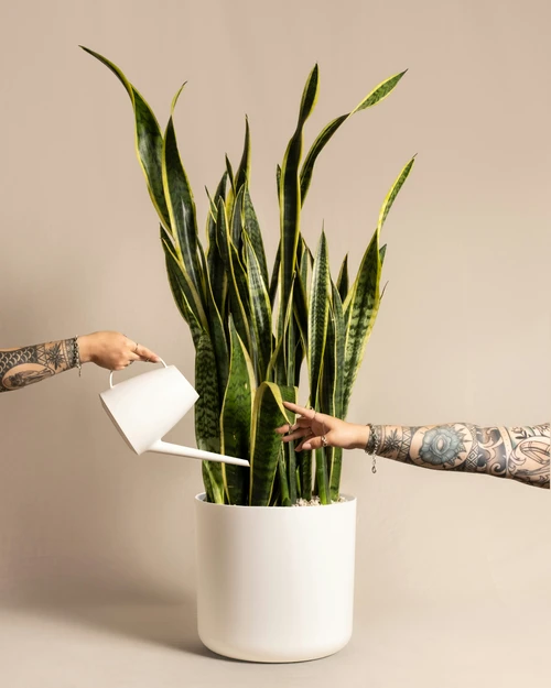 Snake Plant