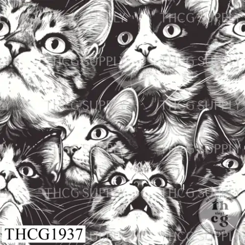 THCG1937  Cats