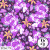 HS679 Floral Snakes Black