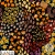 LAA018 Falling for autumn blk