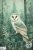 Journal Panel -J473 Lost in the woods Owl