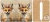 Cut and Sew - Mini Notebook Cover J371 Whimsical Desert Lady Fox