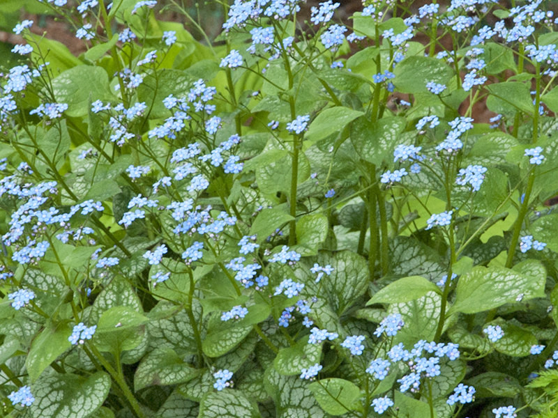 Brunnera, Jack Frost - Switzer Landscaping & Nursery