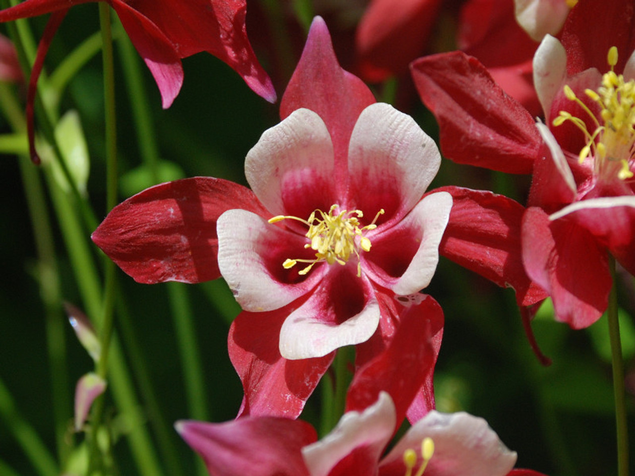 7+Free Origami Red And White Columbine