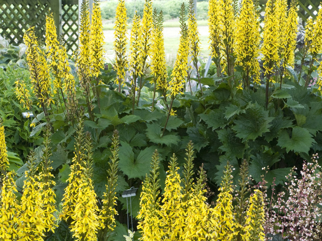 bottle rocket plant