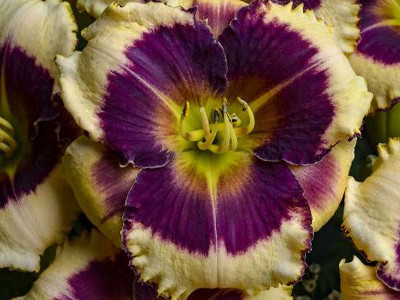 Daylily, Blackthorne - Switzer Landscaping & Nursery