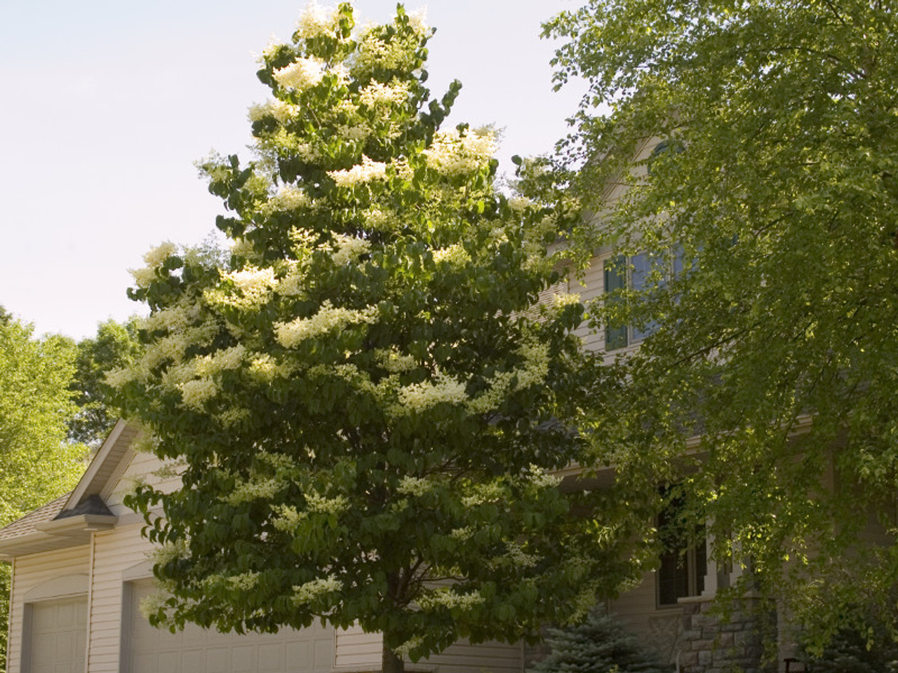 Ivory silk clearance japanese tree lilac