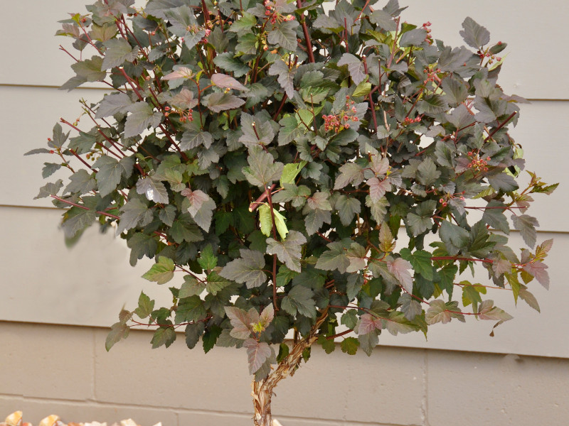 Ninebark Tree, Diabolo