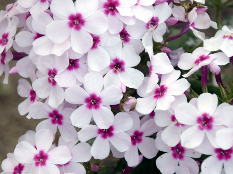 Phlox, White Eye Flame