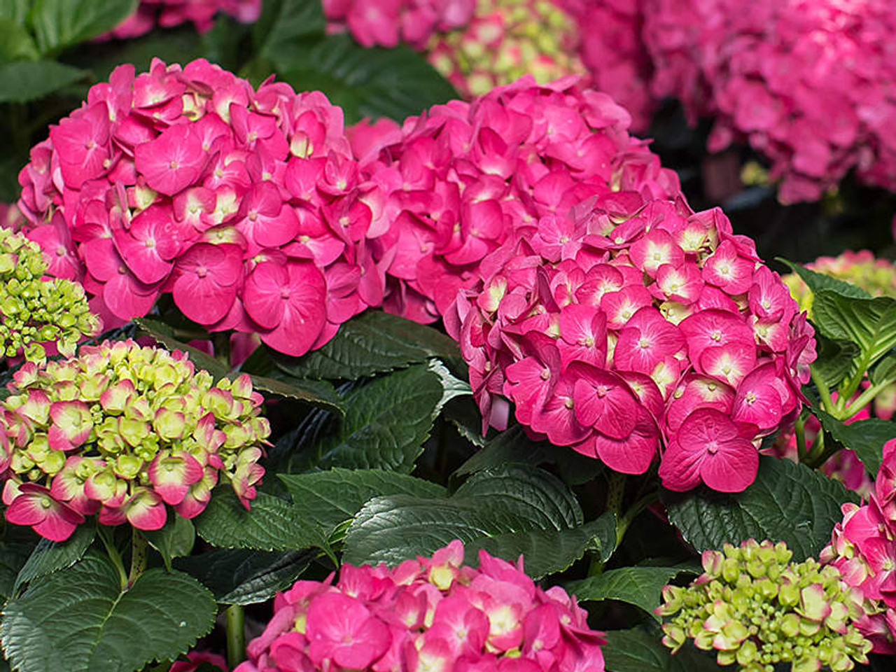 ♡aromantic hydrangea♡ Did you know that some hydrangeas can transform their color