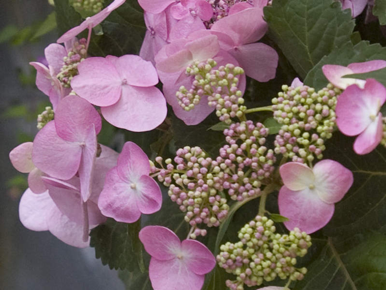 Twist-N-Shout Endless Summer Hydrangea - Lacecap bigleaf