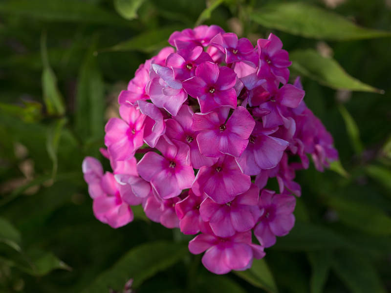 Phlox, Bubblegum Pink - Switzer Landscaping & Nursery