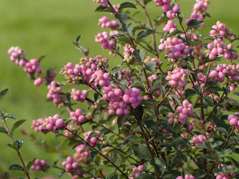 Coralberry, Candy - Switzer Landscaping & Nursery
