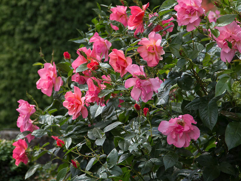 Shrub Rose, All the Rage - Switzer Landscaping & Nursery