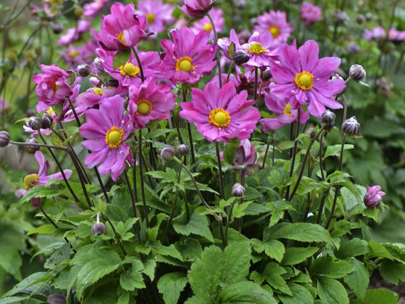 Anemone, Curtain Call Deep Rose - Switzer Landscaping & Nursery