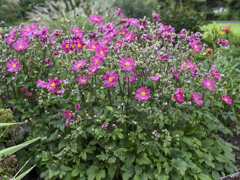 Anemone, Curtain Call Deep Rose - Switzer Landscaping & Nursery