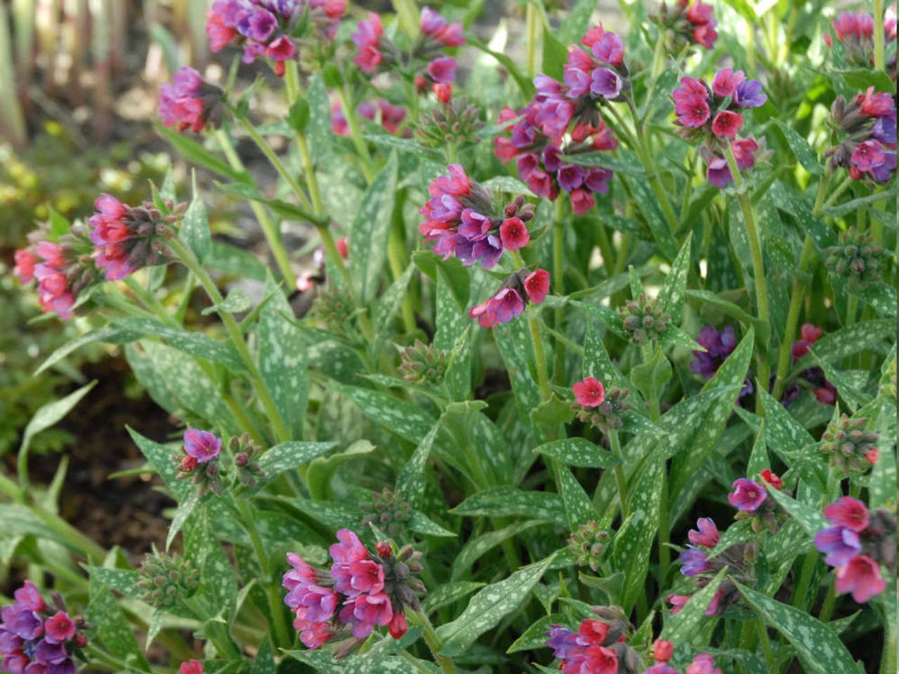 Pulmonaria, Raspberry Splash Jerry Anderberg & Associates