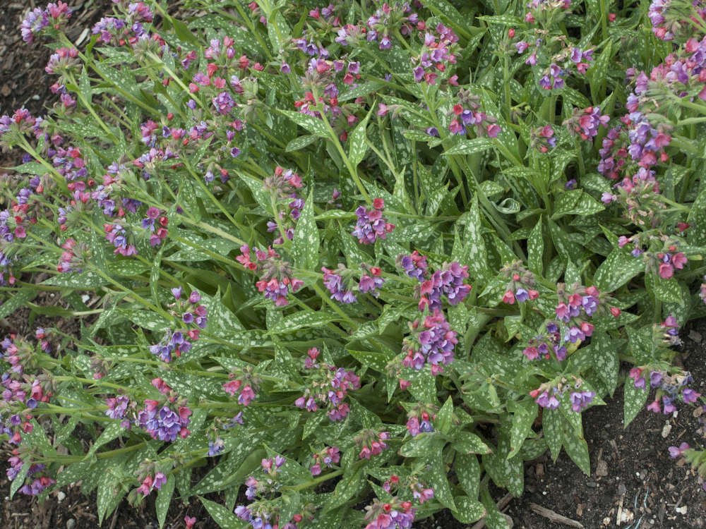 Pulmonaria, Raspberry Splash - Switzer Landscaping & Nursery