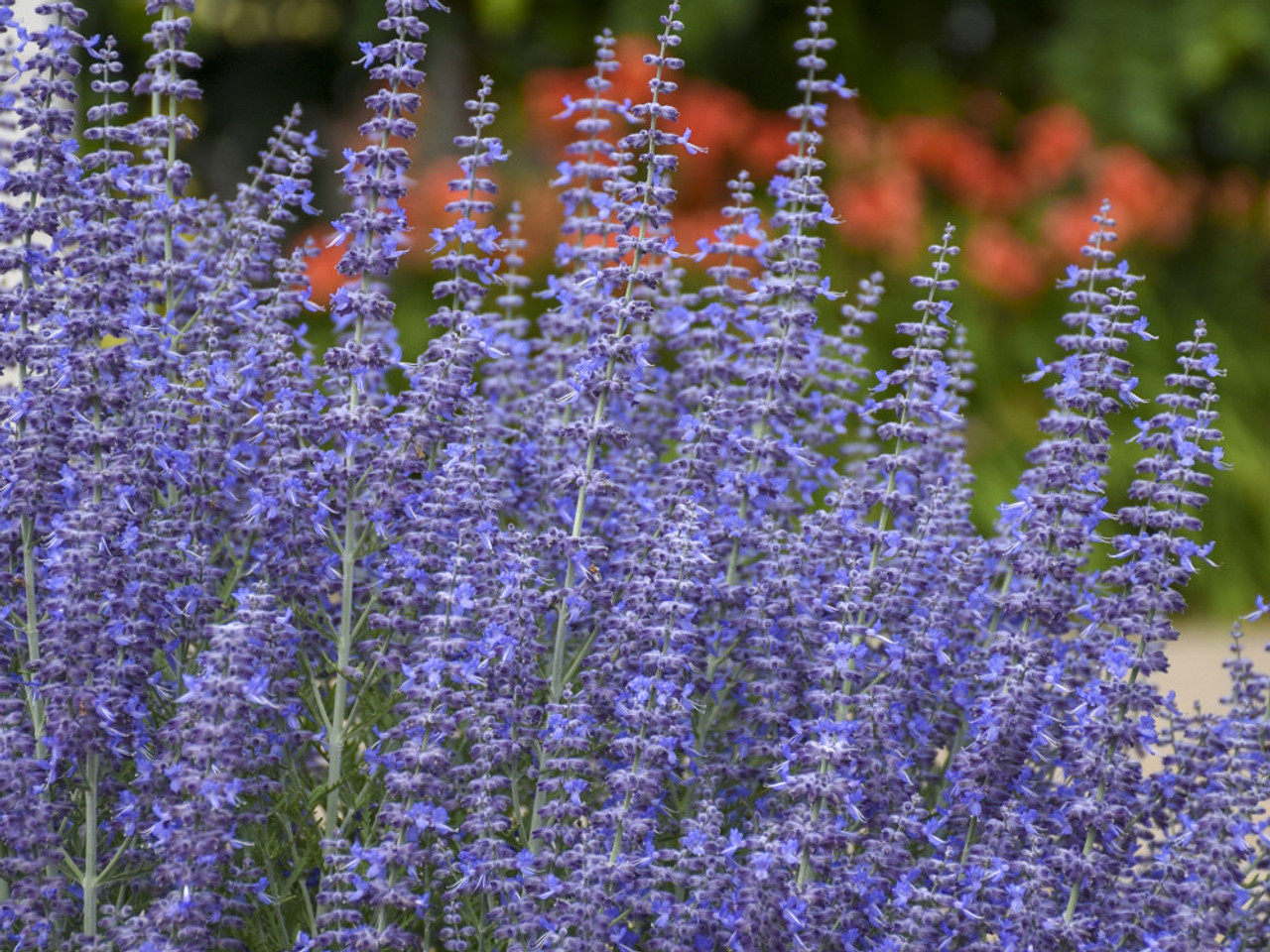 Denim n Lace Russian Sage Switzer Landscaping & Nursery Denim n Lace Russian Sage Switzer Landscaping & Nursery