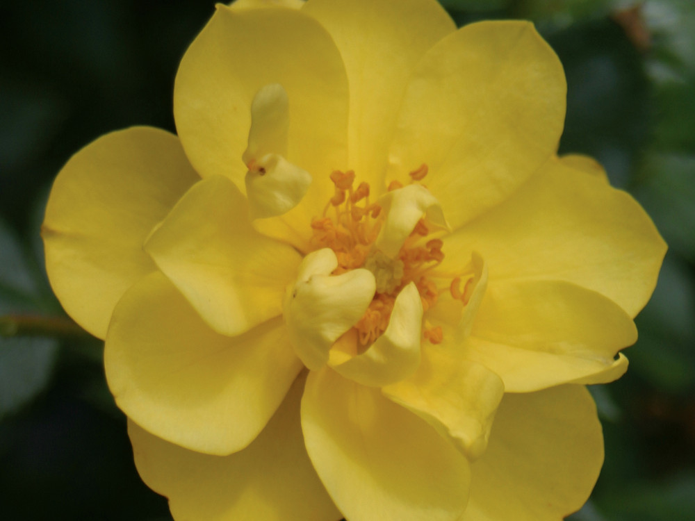 Lemon Zest Oso Easy Landscape Rose - Switzer Landscaping & Nursery