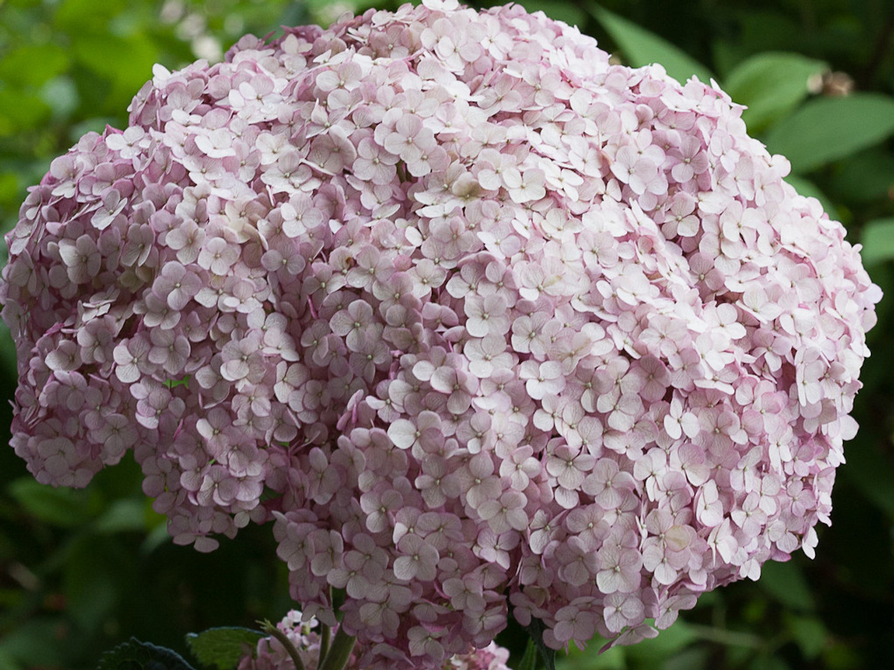 Incrediball shop blush hydrangea