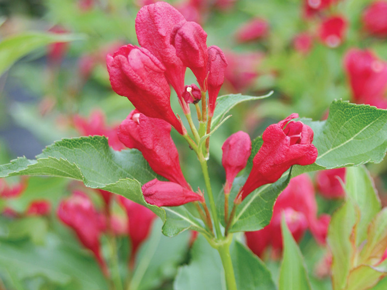 Weigela, Sonic Bloom Red - Switzer Landscaping & Nursery