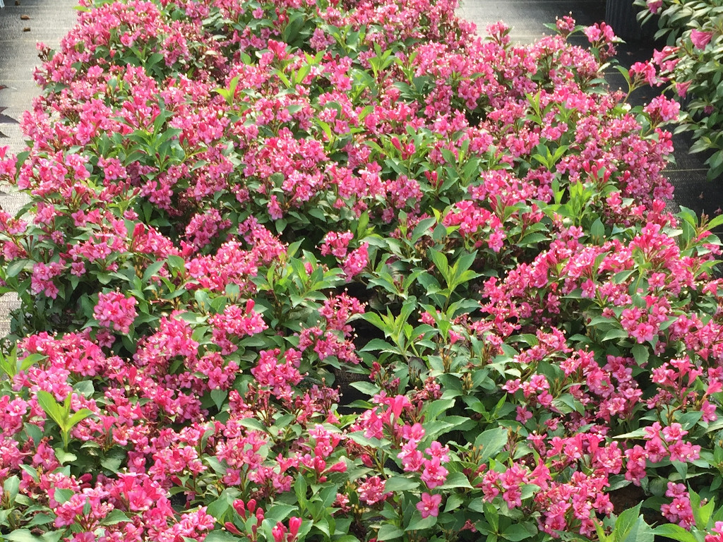 Weigela, Snippet Dark Pink - Switzer Landscaping & Nursery