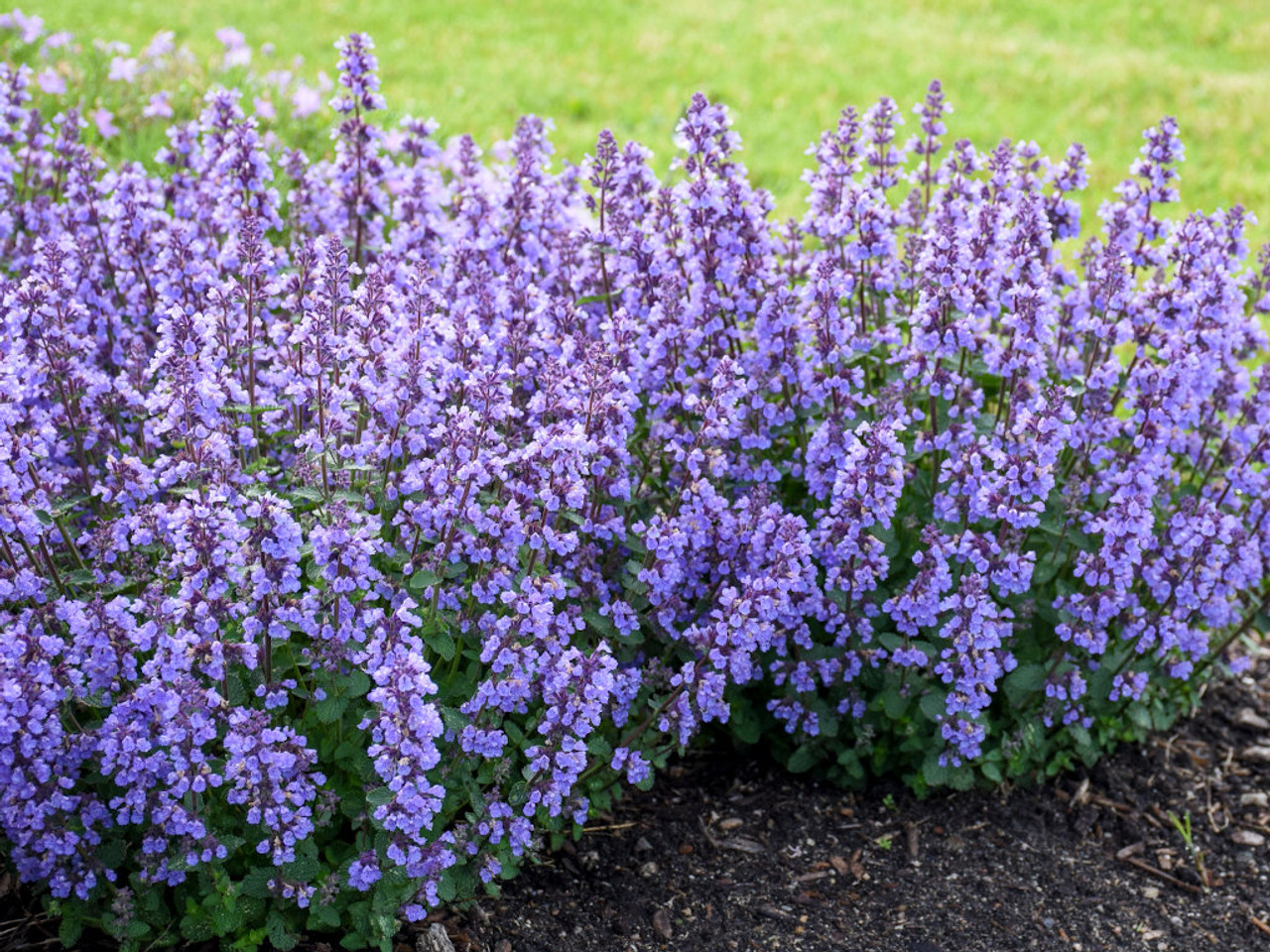 Catmint Cat S Pajamas Switzer Landscaping Nursery