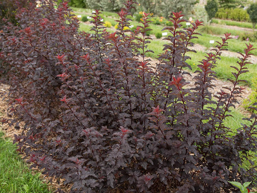 Fireside ninebark Ninebark, Fireside - Jerry Anderberg & Associates