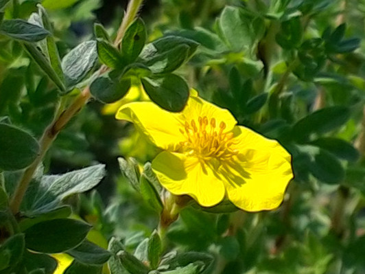 Potentilla, Choteau