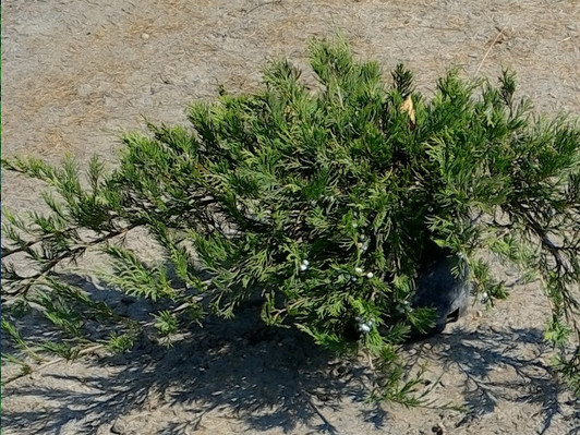 'Frank's' Horizonal Native Juniper