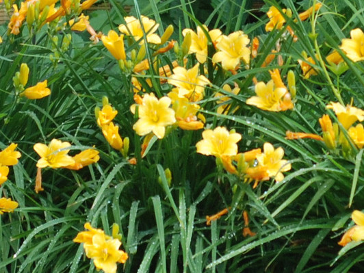 Daylily, 'Stella de Oro'