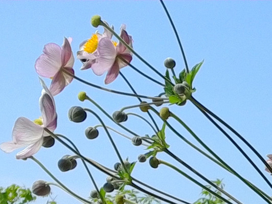 Anemone, Tomentosa Robustissima