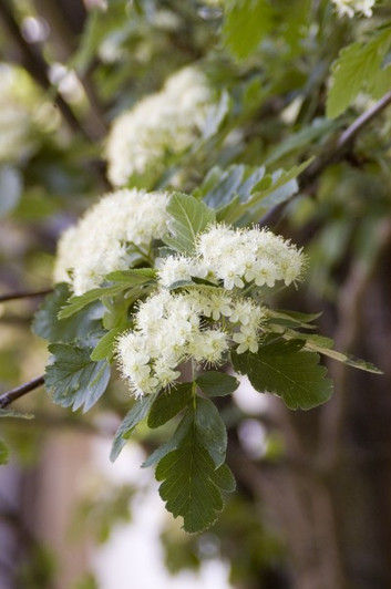 Image Courtesy Bailey Nurseries, Inc.