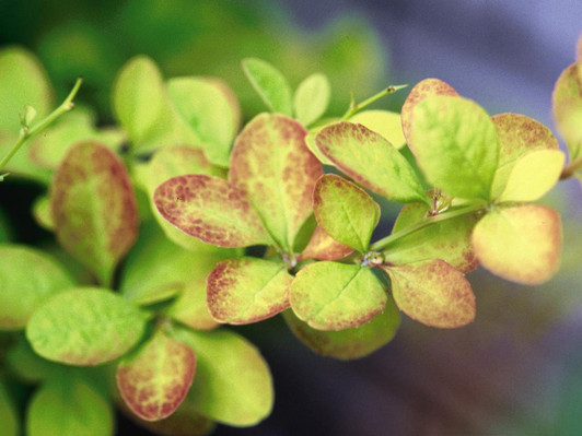 Barberry, Moscato - Switzer Landscaping & Nursery