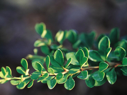 Image Courtesy Bailey Nurseries, Inc.