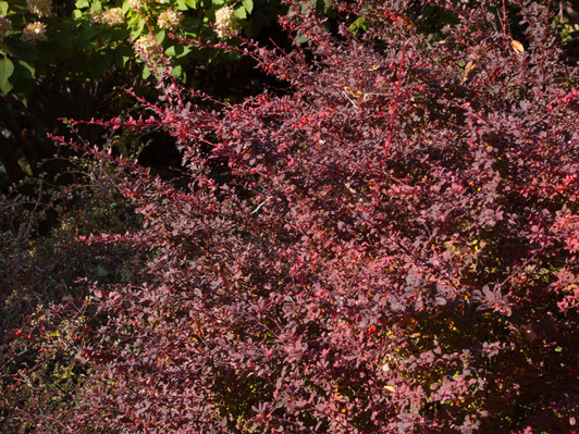 Image Courtesy Bailey Nurseries, Inc.