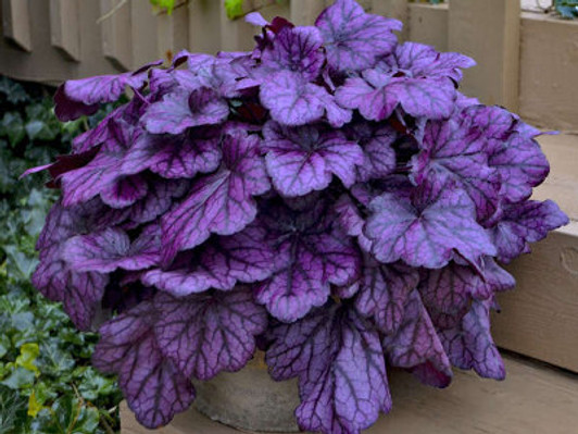 Image Courtesy Walters Gardens, Inc.