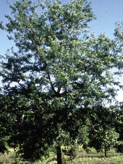 Image Courtesy Bailey Nurseries, Inc.