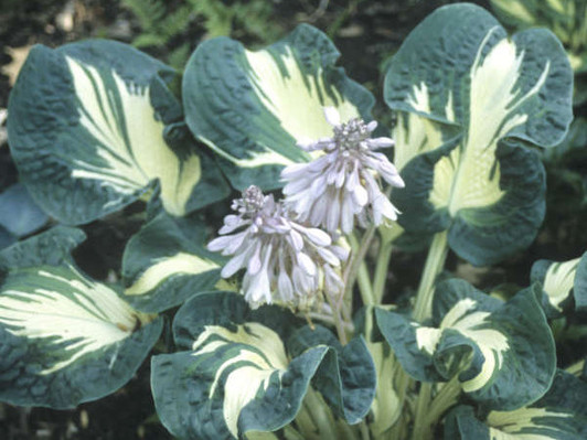 Image Courtesy Walters Gardens, Inc.