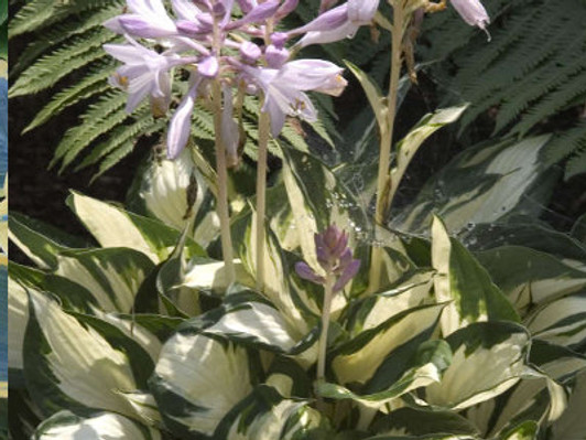 Image Courtesy Walters Gardens, Inc.