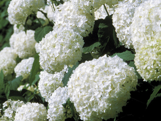 Image Courtesy Bailey Nurseries, Inc.