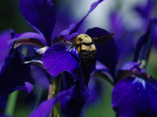 Iris, Siberian - Caesar's Brother