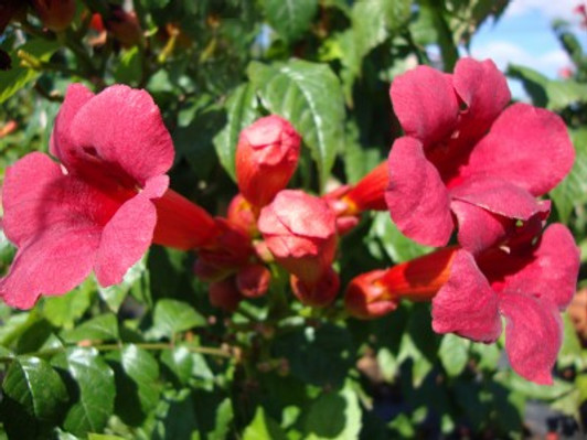 Image Courtesy Bailey Nurseries, Inc.