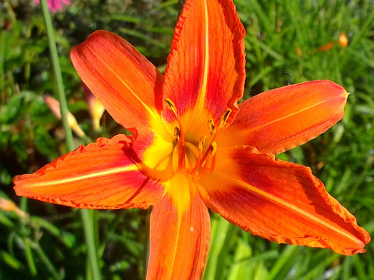 Hemerocalis - daylily - tall orange
Image Jerry Anderberg & Associates. All rights reserved.