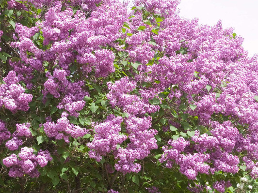 Image Courtesy Bailey Nurseries, Inc.