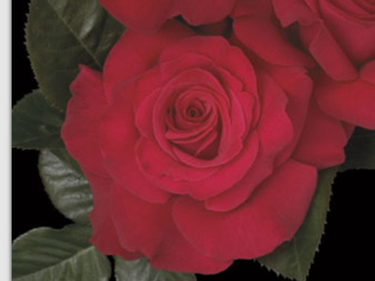 Image Courtesy Weeks Roses