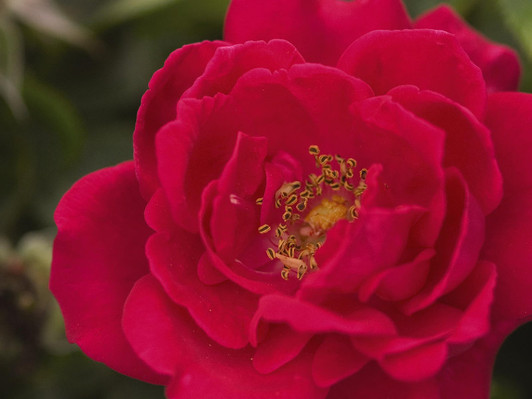 Image Courtesy Bailey Nurseries, Inc.